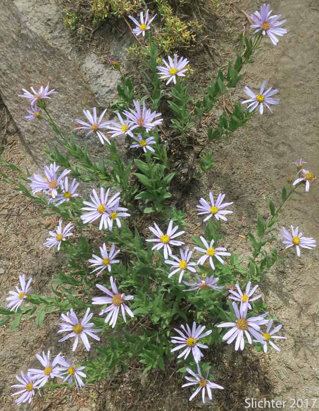 Cascade Aster: Eucephalus ledophyllus (Synonyms: Aster ledophyllus, Aster ledophyllus var. covillei, Aster ledophyllus var. ledophyllus, Eucephalus ledophyllus vr. covillei, Eucephalus ledophyllus var. ledophyllus)