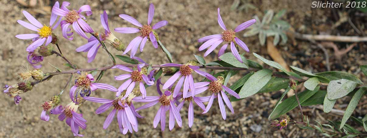 Cascade Aster: Eucephalus ledophyllus (Synonyms: Aster ledophyllus, Aster ledophyllus var. covillei, Aster ledophyllus var. ledophyllus, Eucephalus ledophyllus vr. covillei, Eucephalus ledophyllus var. ledophyllus)