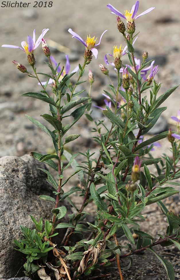 Cascade Aster: Eucephalus ledophyllus (Synonyms: Aster ledophyllus, Aster ledophyllus var. covillei, Aster ledophyllus var. ledophyllus, Eucephalus ledophyllus vr. covillei, Eucephalus ledophyllus var. ledophyllus)