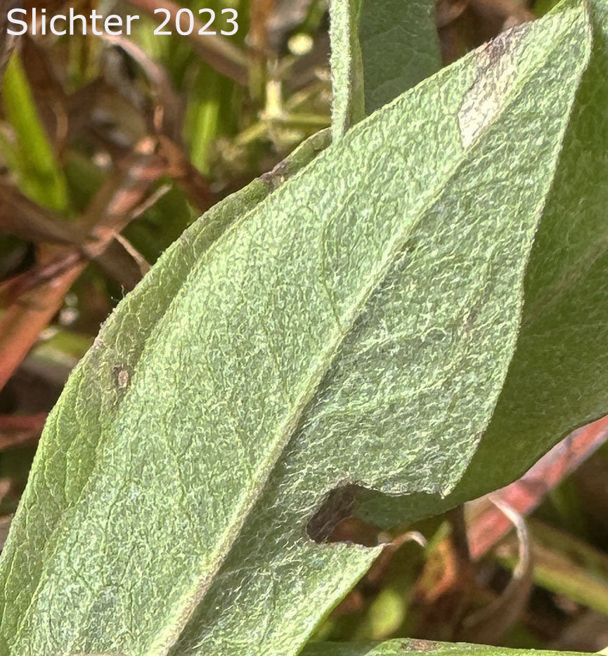 Leaf of Cascade Aster: Eucephalus ledophyllus (Synonyms: Aster ledophyllus, Aster ledophyllus var. covillei, Aster ledophyllus var. ledophyllus, Eucephalus ledophyllus vr. covillei, Eucephalus ledophyllus var. ledophyllus)
