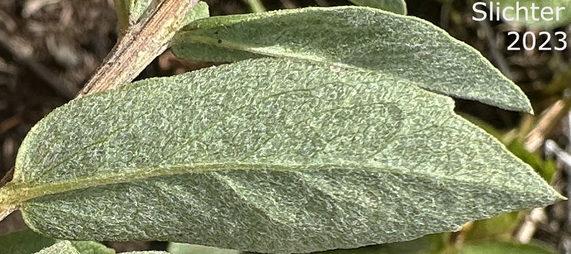 Underside of a leaf of Cascade Aster: Eucephalus ledophyllus (Synonyms: Aster ledophyllus, Aster ledophyllus var. covillei, Aster ledophyllus var. ledophyllus, Eucephalus ledophyllus vr. covillei, Eucephalus ledophyllus var. ledophyllus)