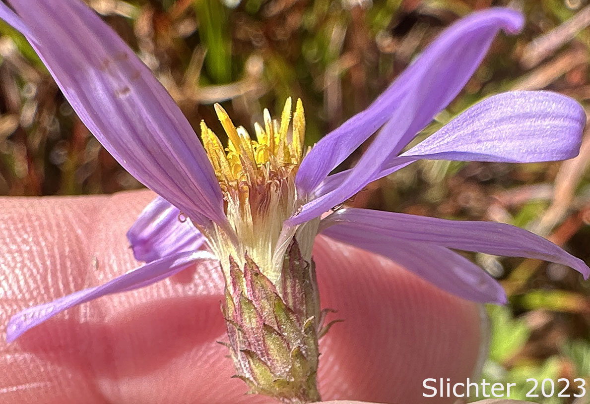 Flower head of Cascade Aster: Eucephalus ledophyllus (Synonyms: Aster ledophyllus, Aster ledophyllus var. covillei, Aster ledophyllus var. ledophyllus, Eucephalus ledophyllus vr. covillei, Eucephalus ledophyllus var. ledophyllus)