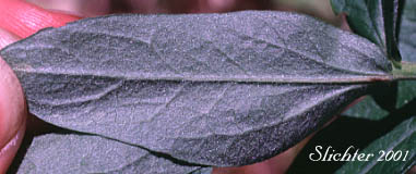 Lower leaf surface of Cascade Aster: Eucephalus ledophyllus (Synonyms: Aster ledophyllus, Aster ledophyllus var. covillei, Aster ledophyllus var. ledophyllus, Eucephalus ledophyllus vr. covillei, Eucephalus ledophyllus var. ledophyllus)