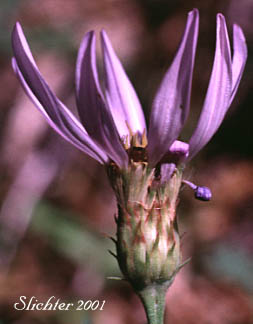 Involucral bracts of Cascade Aster: Eucephalus ledophyllus (Synonyms: Aster ledophyllus, Aster ledophyllus var. covillei, Aster ledophyllus var. ledophyllus, Eucephalus ledophyllus vr. covillei, Eucephalus ledophyllus var. ledophyllus)