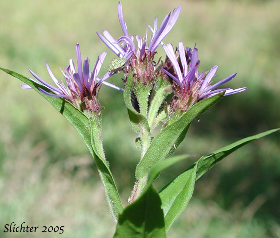 Few-flowered Aster, Giant Mountain Aster, Great Northern Aster: Canadanthus modestus (Synonyms: Aster major, Aster modestus, Aster modestus var. major, Aster sayianus, Aster unalaschensis, Aster unalaschensis var. major, Weberaster modestus)