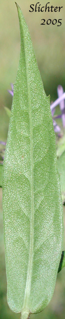 Stem leaf of Few-flowered Aster, Giant Mountain Aster, Great Northern Aster: Canadanthus modestus (Synonyms: Aster major, Aster modestus, Aster modestus var. major, Aster sayianus, Aster unalaschensis, Aster unalaschensis var. major, Weberaster modestus)