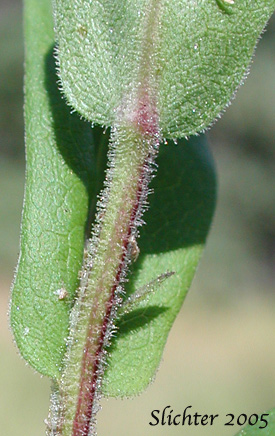 Few-flowered Aster, Giant Mountain Aster, Great Northern Aster: Canadanthus modestus (Synonyms: Aster major, Aster modestus, Aster modestus var. major, Aster sayianus, Aster unalaschensis, Aster unalaschensis var. major, Weberaster modestus)