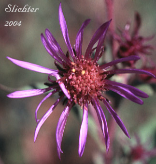 Flower head of Few-flowered Aster, Giant Mountain Aster, Great Northern Aster: Canadanthus modestus (Synonyms: Aster major, Aster modestus, Aster modestus var. major, Aster sayianus, Aster unalaschensis, Aster unalaschensis var. major, Weberaster modestus)
