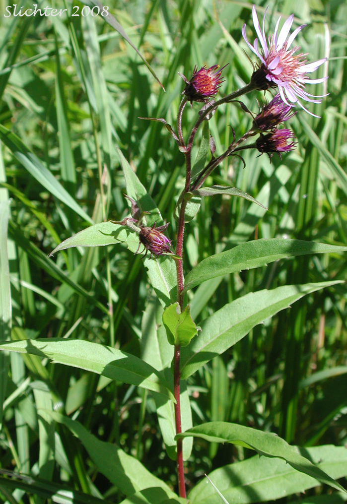 Few-flowered Aster, Giant Mountain Aster, Great Northern Aster: Canadanthus modestus (Synonyms: Aster major, Aster modestus, Aster modestus var. major, Aster sayianus, Aster unalaschensis, Aster unalaschensis var. major, Weberaster modestus)