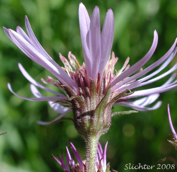 Close-up of the involucral bracts of Few-flowered Aster, Giant Mountain Aster, Great Northern Aster: Canadanthus modestus (Synonyms: Aster major, Aster modestus, Aster modestus var. major, Aster sayianus, Aster unalaschensis, Aster unalaschensis var. major, Weberaster modestus)
