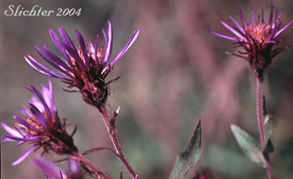 Few-flowered Aster, Giant Mountain Aster, Great Northern Aster: Canadanthus modestus (Synonyms: Aster major, Aster modestus, Aster modestus var. major, Aster sayianus, Aster unalaschensis, Aster unalaschensis var. major, Weberaster modestus)
