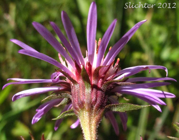 Involucral bracts of Few-flowered Aster, Giant Mountain Aster, Great Northern Aster: Canadanthus modestus (Synonyms: Aster major, Aster modestus, Aster modestus var. major, Aster sayianus, Aster unalaschensis, Aster unalaschensis var. major, Weberaster modestus)