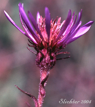 Stem leaf of Few-flowered Aster, Giant Mountain Aster, Great Northern Aster: Canadanthus modestus (Synonyms: Aster major, Aster modestus, Aster modestus var. major, Aster sayianus, Aster unalaschensis, Aster unalaschensis var. major, Weberaster modestus)