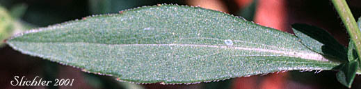 Leaf of Douglas' Aster, Douglas's Aster: Symphyotrichum subspicatum (Synonyms: Aster bulteri, Aster douglasii, Aster maccallae, Aster subspicatus, Aster subspicatus var. grayi, Aster subspicatus var. subspicatus, Symphyotrichum subspicatum var. grayi, Symphyotrichum subspicatum var. subspicatum)