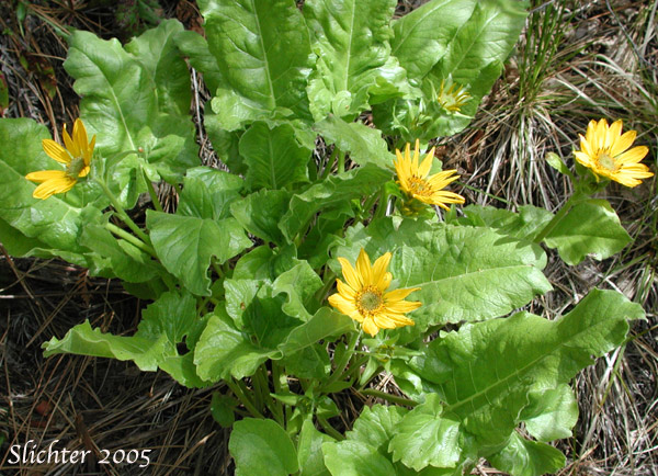 Deltoid Balsamroot, Northwest Balsamroot, Puget Balsamroot: Balsamorhiza deltoidea