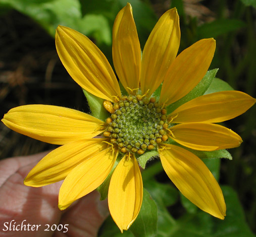Flower head of Deltoid Balsamroot, Northwest Balsamroot, Puget Balsamroot: Balsamorhiza deltoidea