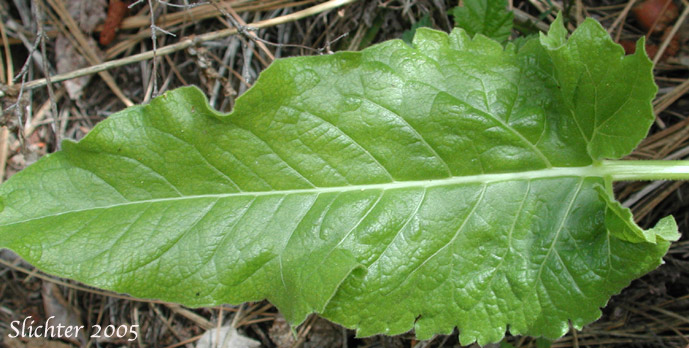Basal leaf of Deltoid Balsamroot, Northwest Balsamroot, Puget Balsamroot: Balsamorhiza deltoidea