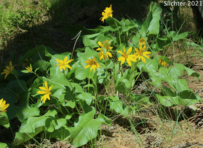 Deltoid Balsamroot, Northwest Balsamroot, Puget Balsamroot: Balsamorhiza deltoidea