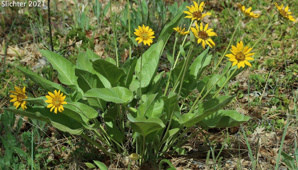 Carey's Balsamroot: Balsamorhiza careyana (Synonyms: Balsamorhiza careyana var. careyana, Balsamorhiza careyana var. intermedia)