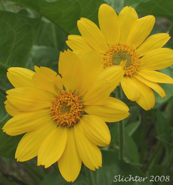 Carey's Balsamroot: Balsamorhiza careyana (Synonyms: Balsamorhiza careyana var. careyana, Balsamorhiza careyana var. intermedia)