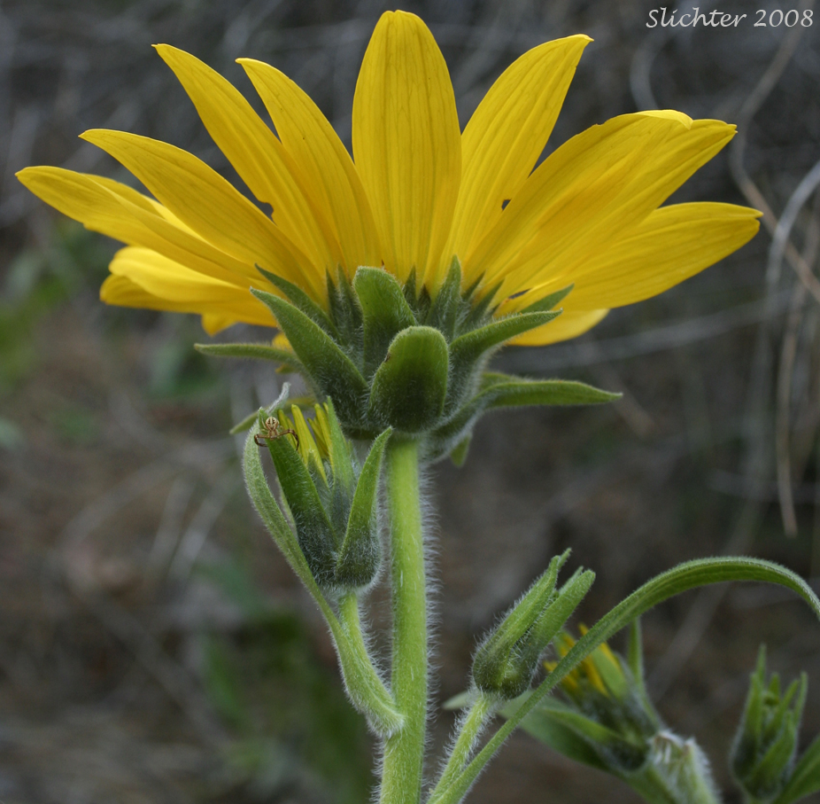 Carey's Balsamroot: Balsamorhiza careyana (Synonyms: Balsamorhiza careyana var. careyana, Balsamorhiza careyana var. intermedia)