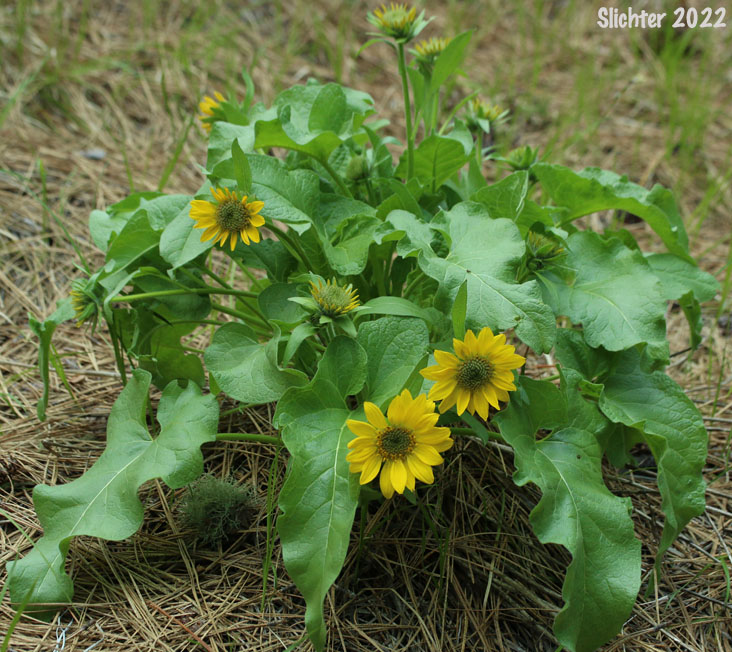 Deltoid Balsamroot, Northwest Balsamroot, Puget Balsamroot: Balsamorhiza deltoidea