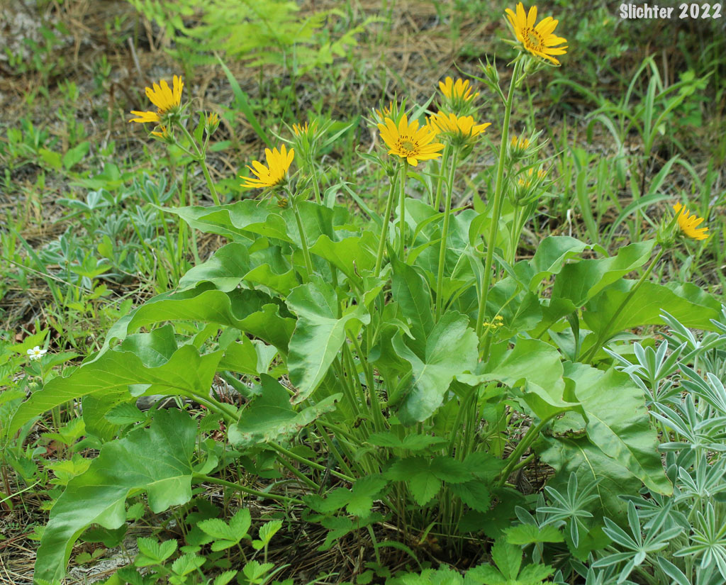 Deltoid Balsamroot, Northwest Balsamroot, Puget Balsamroot: Balsamorhiza deltoidea