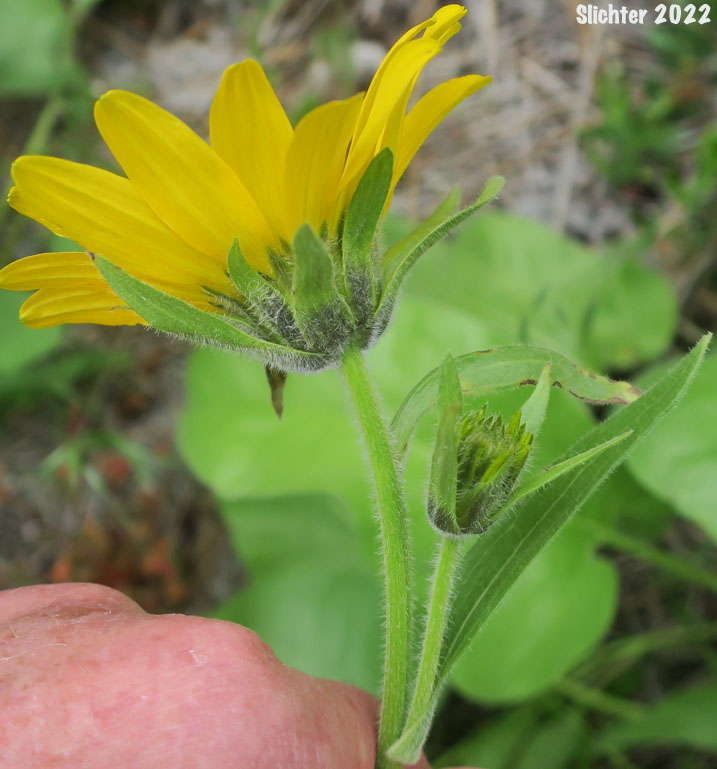 Inflorescence of Deltoid Balsamroot, Northwest Balsamroot, Puget Balsamroot: Balsamorhiza deltoidea