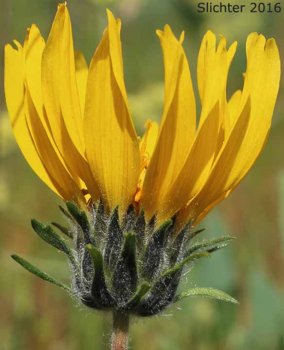 Involucral bracts of Hooker's Balsamroot, Hairy Balsamroot: Balsamorhiza hookeri (Synonyms: Balsamorhiza hirsuta, Balsamorhiza hirsuta var. lagocephala, Balsamorhiza hookeri var. hirsuta, Balsamorhiza hookeri var. hookeri, Balsamorhiza hookeri var. lagocephala, Balsamorhiza hookeri var. lanata)