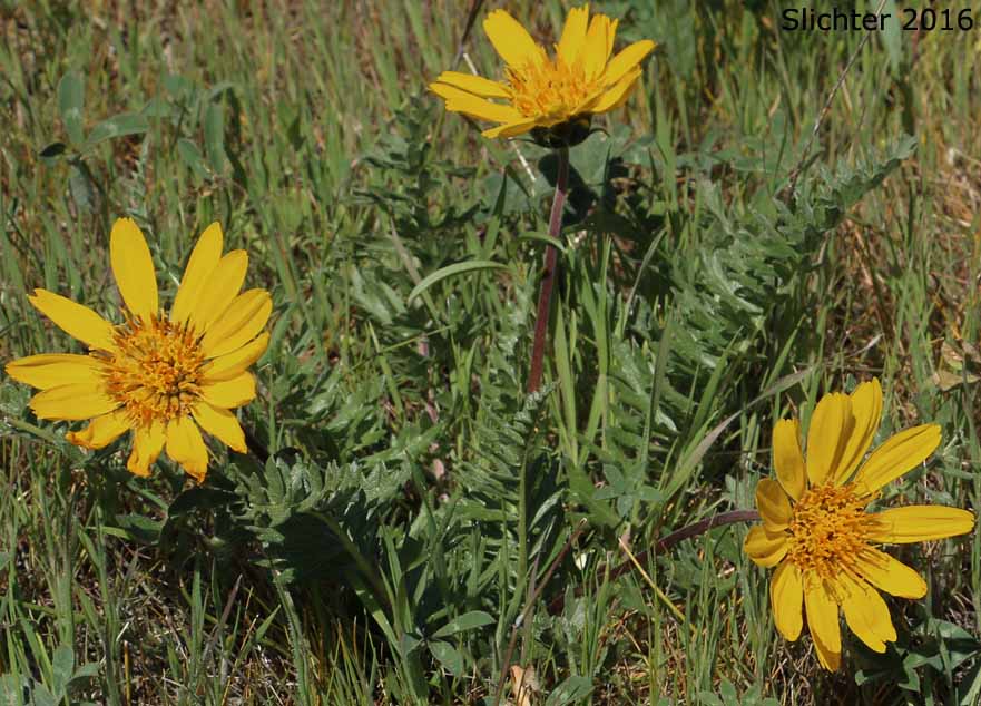 Hooker's Balsamroot, Hairy Balsamroot: Balsamorhiza hookeri (Synonyms: Balsamorhiza hirsuta, Balsamorhiza hirsuta var. lagocephala, Balsamorhiza hookeri var. hirsuta, Balsamorhiza hookeri var. hookeri, Balsamorhiza hookeri var. lagocephala, Balsamorhiza hookeri var. lanata)