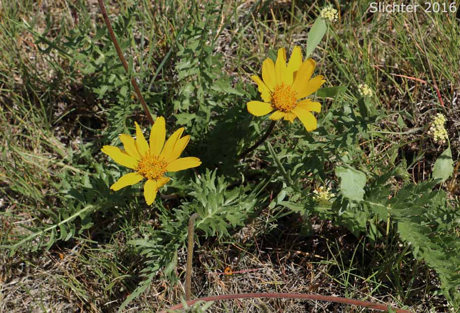 Hooker's Balsamroot, Hairy Balsamroot: Balsamorhiza hookeri (Synonyms: Balsamorhiza hirsuta, Balsamorhiza hirsuta var. lagocephala, Balsamorhiza hookeri var. hirsuta, Balsamorhiza hookeri var. hookeri, Balsamorhiza hookeri var. lagocephala, Balsamorhiza hookeri var. lanata)