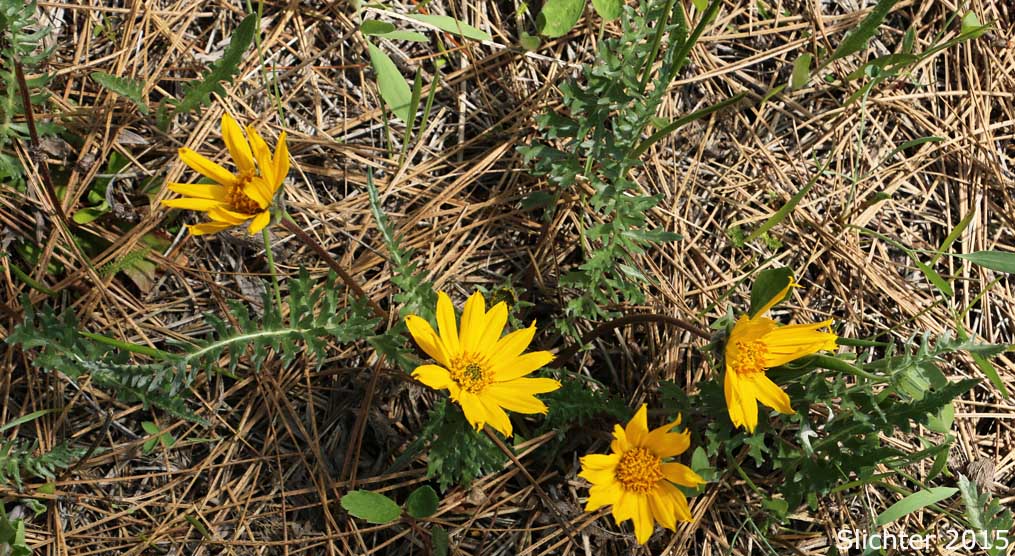 Hooker's Balsamroot, Hairy Balsamroot: Balsamorhiza hookeri (Synonyms: Balsamorhiza hirsuta, Balsamorhiza hirsuta var. lagocephala, Balsamorhiza hookeri var. hirsuta, Balsamorhiza hookeri var. hookeri, Balsamorhiza hookeri var. lagocephala, Balsamorhiza hookeri var. lanata)
