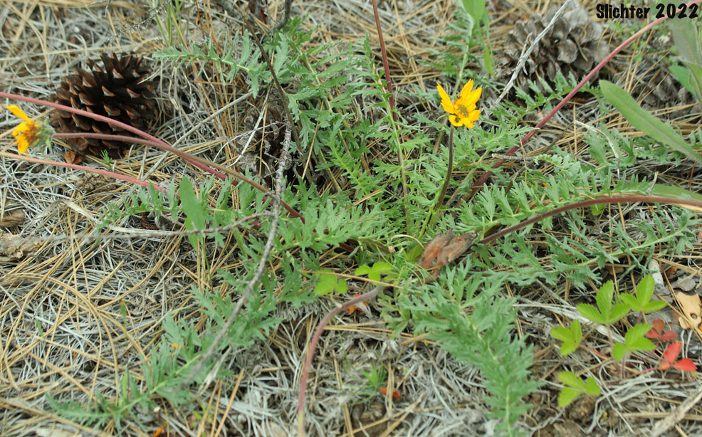 Hooker's Balsamroot, Hairy Balsamroot: Balsamorhiza hookeri (Synonyms: Balsamorhiza hirsuta, Balsamorhiza hirsuta var. lagocephala, Balsamorhiza hookeri var. hirsuta, Balsamorhiza hookeri var. hookeri, Balsamorhiza hookeri var. lagocephala, Balsamorhiza hookeri var. lanata)