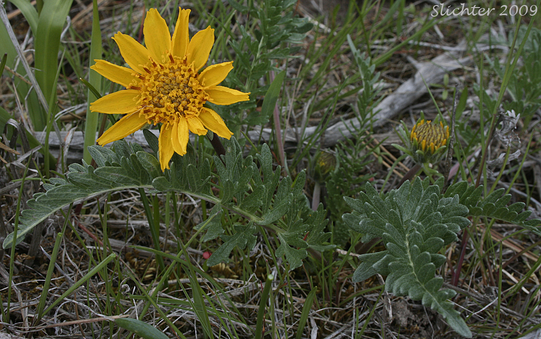 Hooker's Balsamroot: Balsamorhiza hookeri var. hookeri