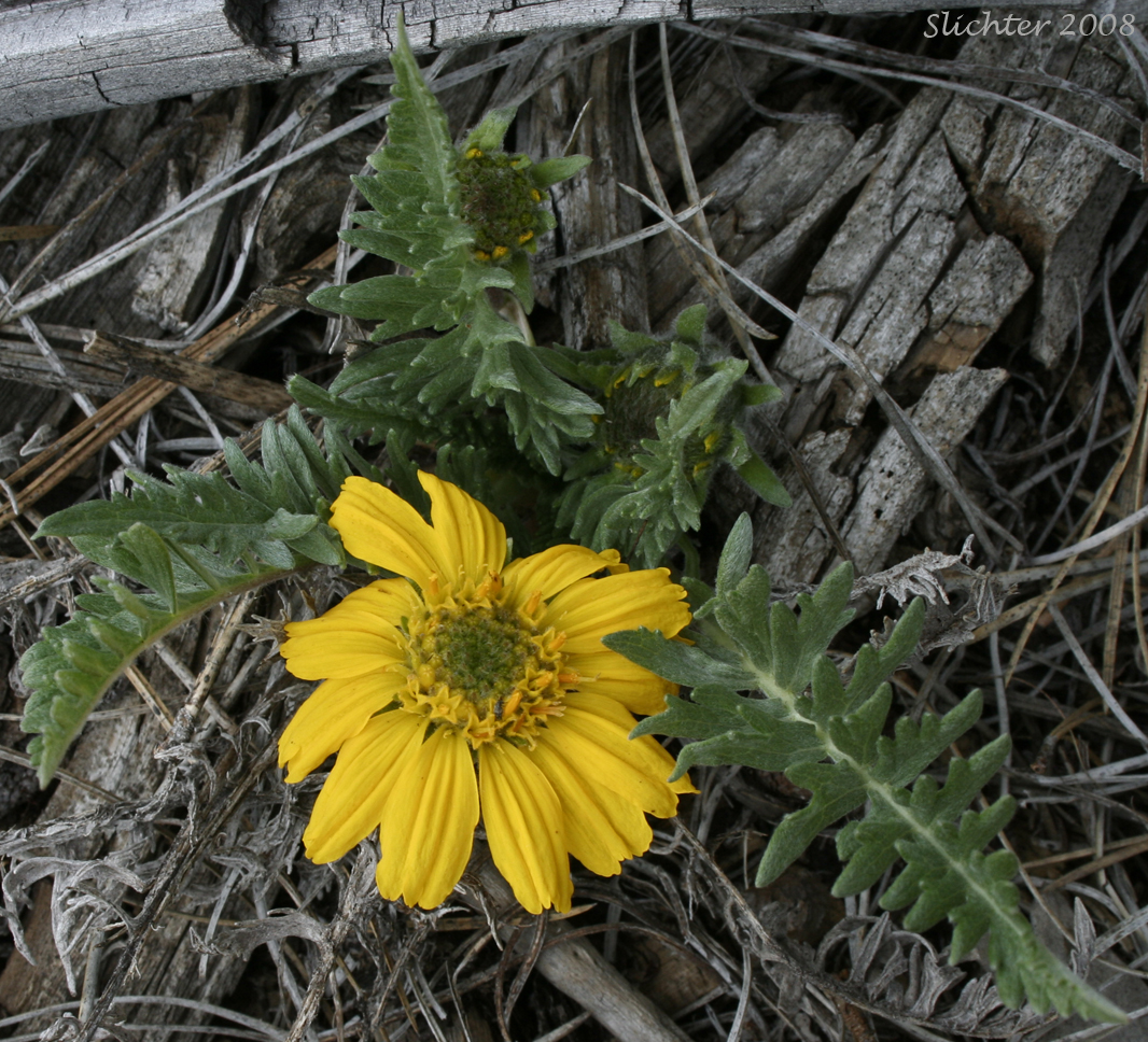 Hooker's Balsamroot: Balsamorhiza hookeri var. hookeri