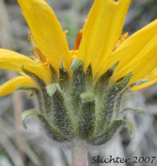 Involucral bracts of Hooker's Balsamroot: Balsamorhiza hookeri var. hookeri