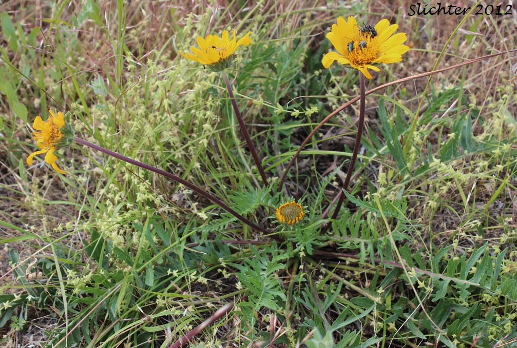 Hooker's Balsamroot: Balsamorhiza hookeri var. hookeri