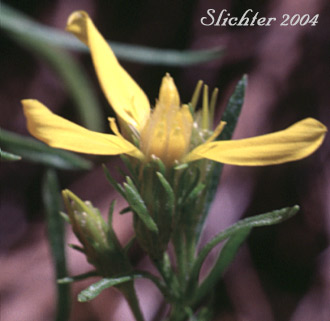 Flower head of Heath Goldenrod, Rabbitbush, Rabbitbrush Goldenweed: Ericameria bloomeri (Synonyms: Haplopappus bloomeri, Haplopappus bloomeri var. angustatus, Happlopappus bloomeri var. bloomeri, Haplopapppus bloomeri var. sonnei)