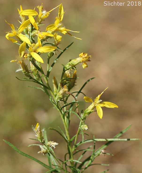 Rabbitbrush Goldenweed, Rabbitbrush, Heath Goldenrod: Ericameria bloomeri (Synonyms: Haplopappus bloomeri, Haplopappus bloomeri var. angustatus, Haplopappus bloomeri var. bloomeri, Haplopappus bloomeri var. sonnei)
