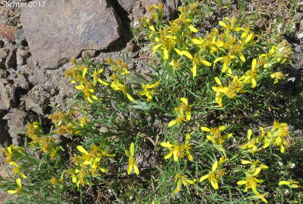 Rabbitbrush Goldenweed, Rabbitbrush, Heath Goldenrod: Ericameria bloomeri (Synonyms: Haplopappus bloomeri, Haplopappus bloomeri var. angustatus, Haplopappus bloomeri var. bloomeri, Haplopappus bloomeri var. sonnei)