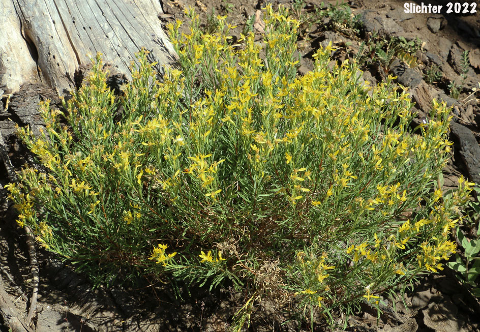 Rabbitbrush Goldenweed, Rabbitbrush, Heath Goldenrod: Ericameria bloomeri (Synonyms: Haplopappus bloomeri, Haplopappus bloomeri var. angustatus, Haplopappus bloomeri var. bloomeri, Haplopappus bloomeri var. sonnei)