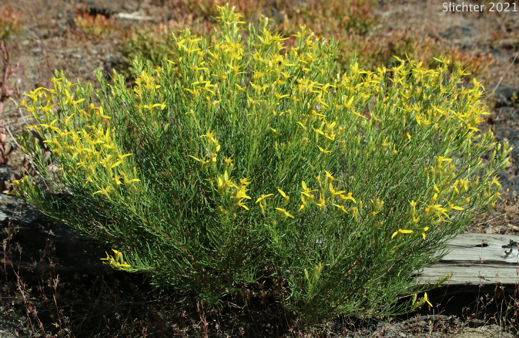 Rabbitbrush Goldenweed, Rabbitbrush, Heath Goldenrod: Ericameria bloomeri (Synonyms: Haplopappus bloomeri, Haplopappus bloomeri var. angustatus, Haplopappus bloomeri var. bloomeri, Haplopappus bloomeri var. sonnei)