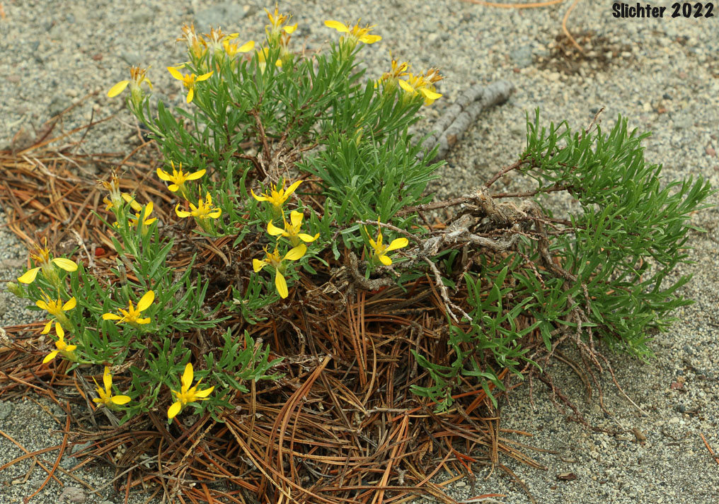 Rabbitbrush Goldenweed, Rabbitbrush, Heath Goldenrod: Ericameria bloomeri (Synonyms: Haplopappus bloomeri, Haplopappus bloomeri var. angustatus, Haplopappus bloomeri var. bloomeri, Haplopappus bloomeri var. sonnei)