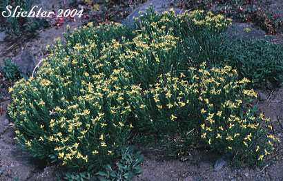 Heath Goldenrod, Rabbitbush, Rabbitbrush Goldenweed: Ericameria bloomeri (Synonyms: Haplopappus bloomeri, Haplopappus bloomeri var. angustatus, Happlopappus bloomeri var. bloomeri, Haplopapppus bloomeri var. sonnei)