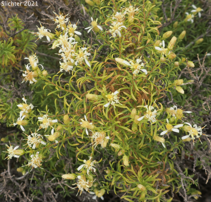 Columbian Goldenbush, Columbia Goldenweed, Columbian Heath Goldenrod, Gnarled Goldenweed: Ericameria resinosa (Synonym: Haplopappus resinosus)
