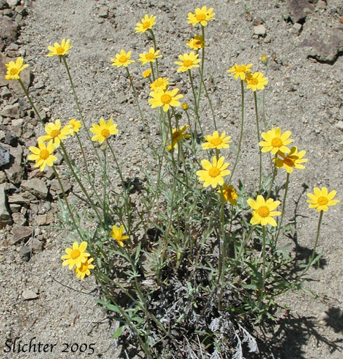 Common Eriophyllum, Common Woolly Sunflower, Oregon Sunshine, Woolly Sunflower: Eriophyllum lanatum var. lanatum