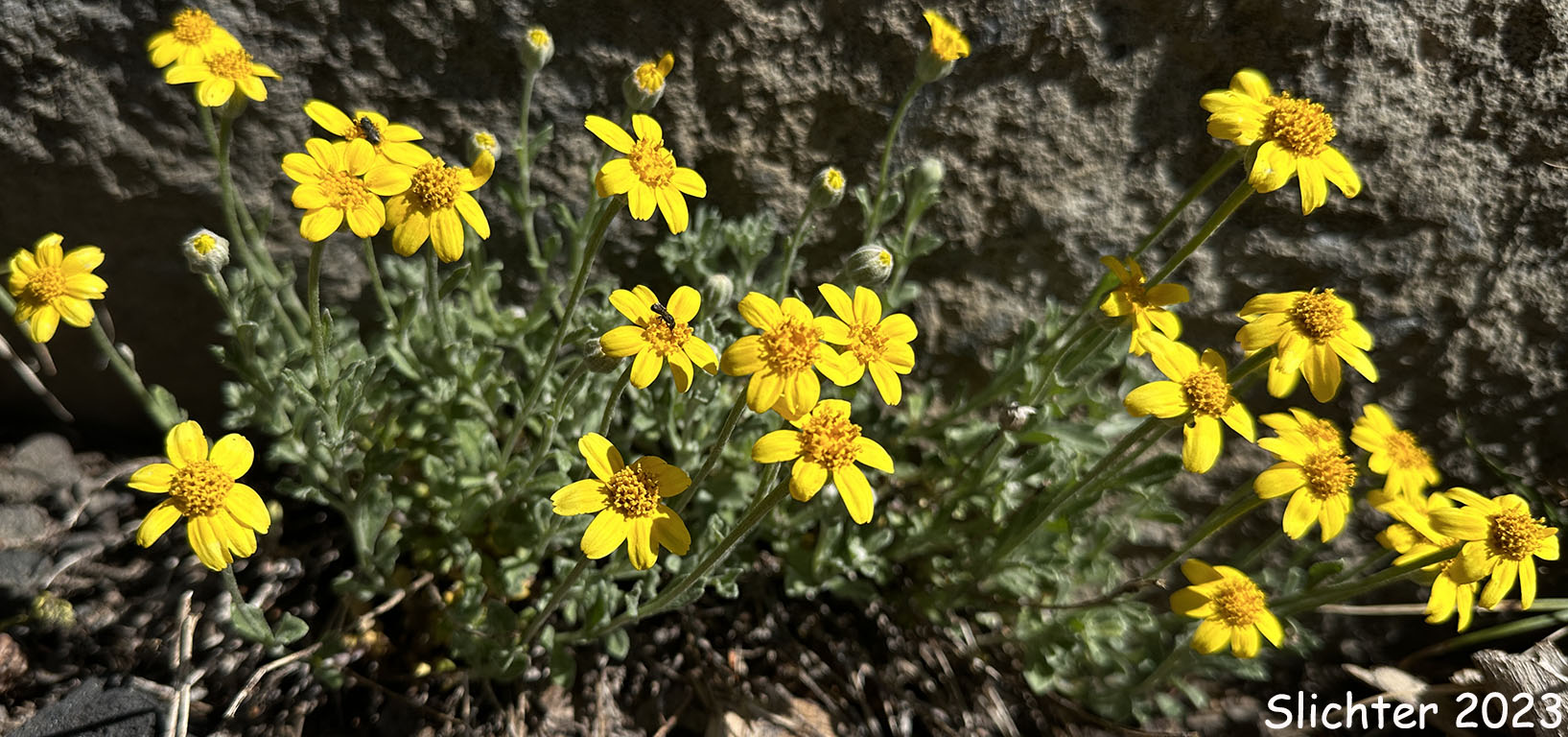 Common Eriophyllum, Common Woolly Sunflower, Oregon Sunshine, Woolly Sunflower: Eriophyllum lanatum var. integrifolium (Synonyms: Eriophyllum integrifolium, Eriophyllum lanatum var. monoense)