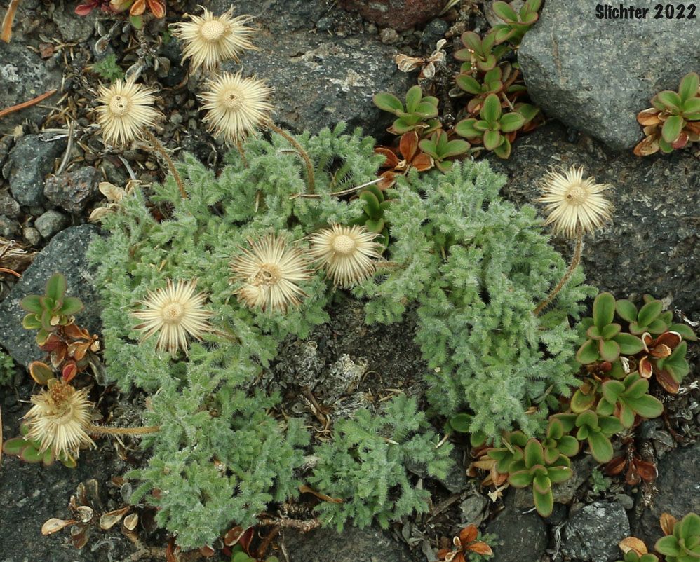 Cutleaf Daisy, Cut-leaved Daisy, Dwarf Mountain Fleabane, Fernleaf Fleabane: Erigeron compositus var. glabratus