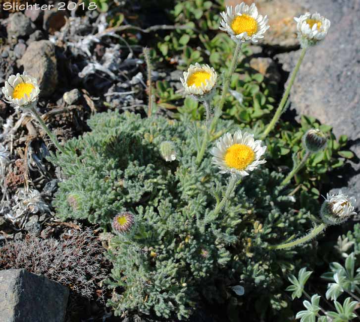 Cutleaf Daisy, Cut-leaved Daisy, Dwarf Mountain Fleabane, Fernleaf Fleabane: Erigeron compositus var. glabratus