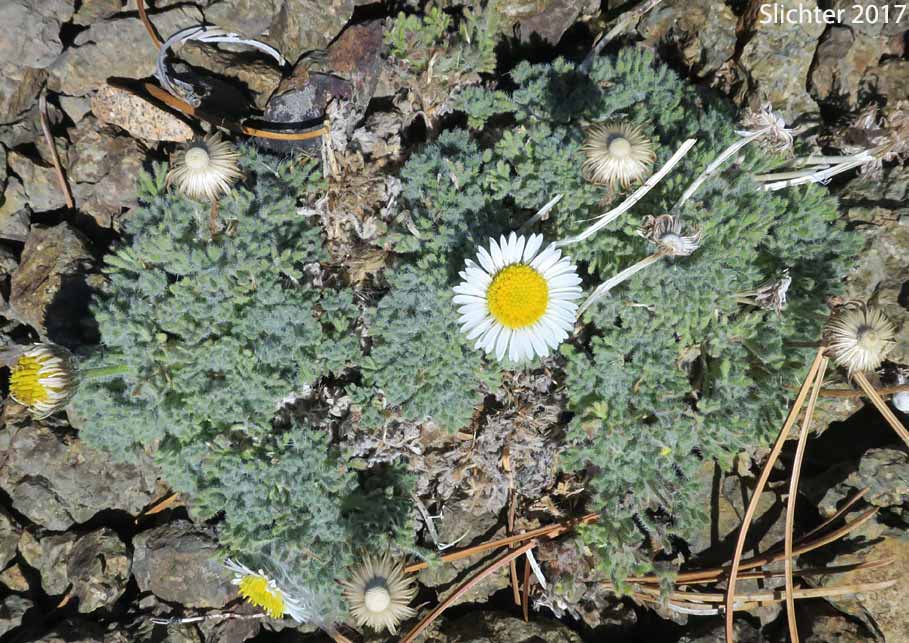 Cutleaf Daisy, Cut-leaved Daisy, Dwarf Mountain Fleabane, Fernleaf Fleabane: Erigeron compositus var. glabratus